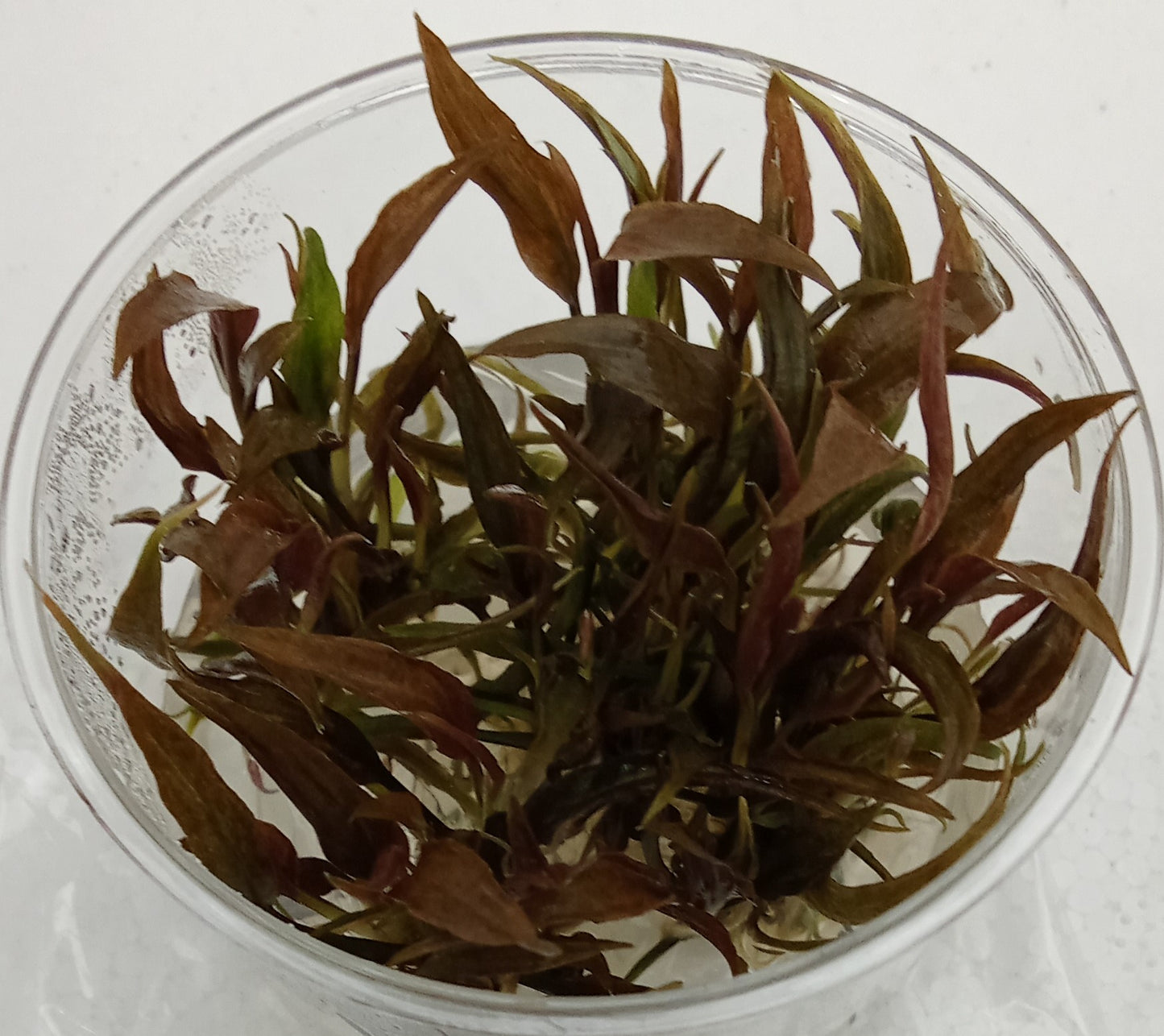 Cryptocoryne becketii