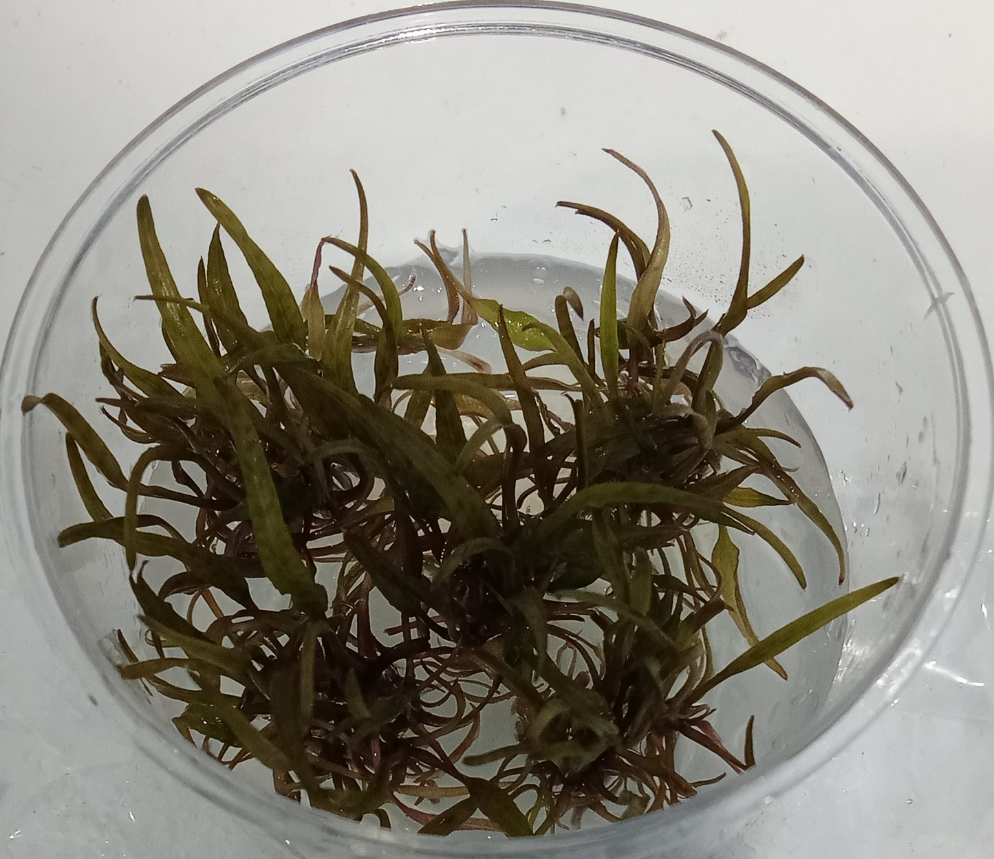 Cryptocoryne ferruginea sekadauensis