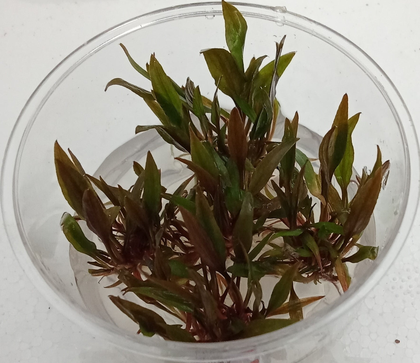Cryptocoryne petchii