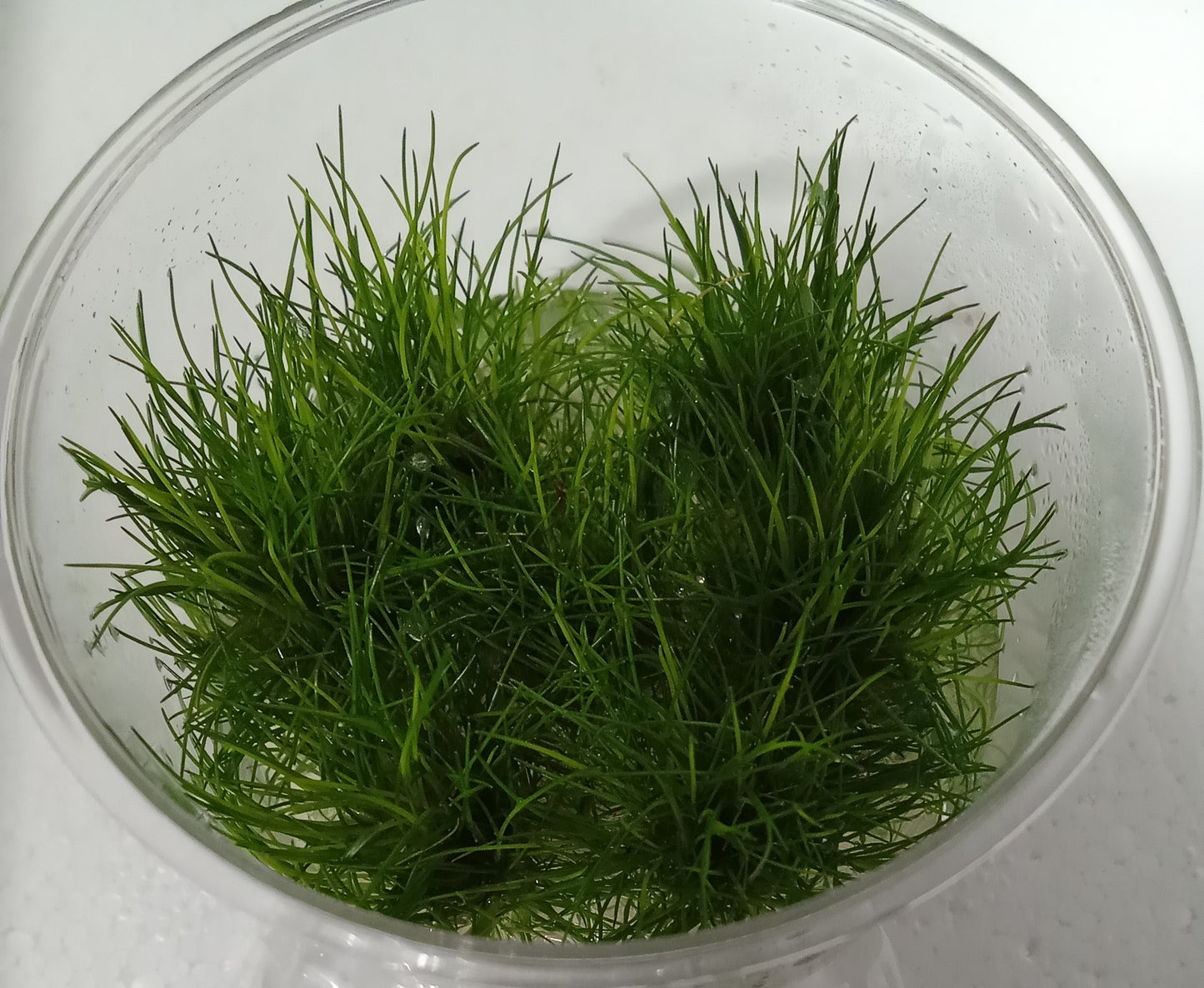 Eleocharis parvulus mini