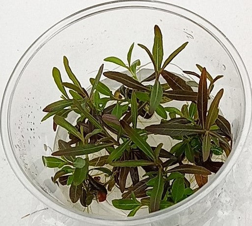 Hygrophila ringens