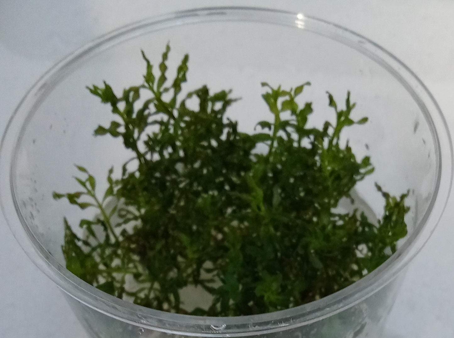 Ludwigia inclinata var verticillata curly (tornado)