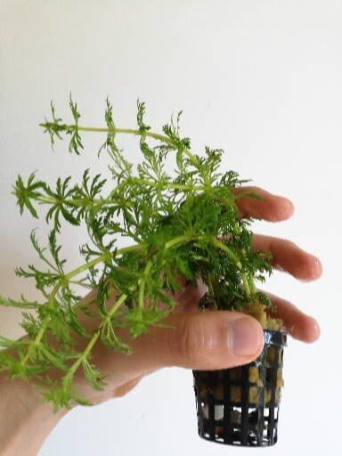 Liminophila sessiflora - Mastplants