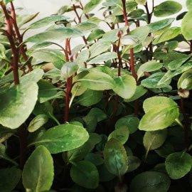 Lobelia cardinalis - Mastplants
