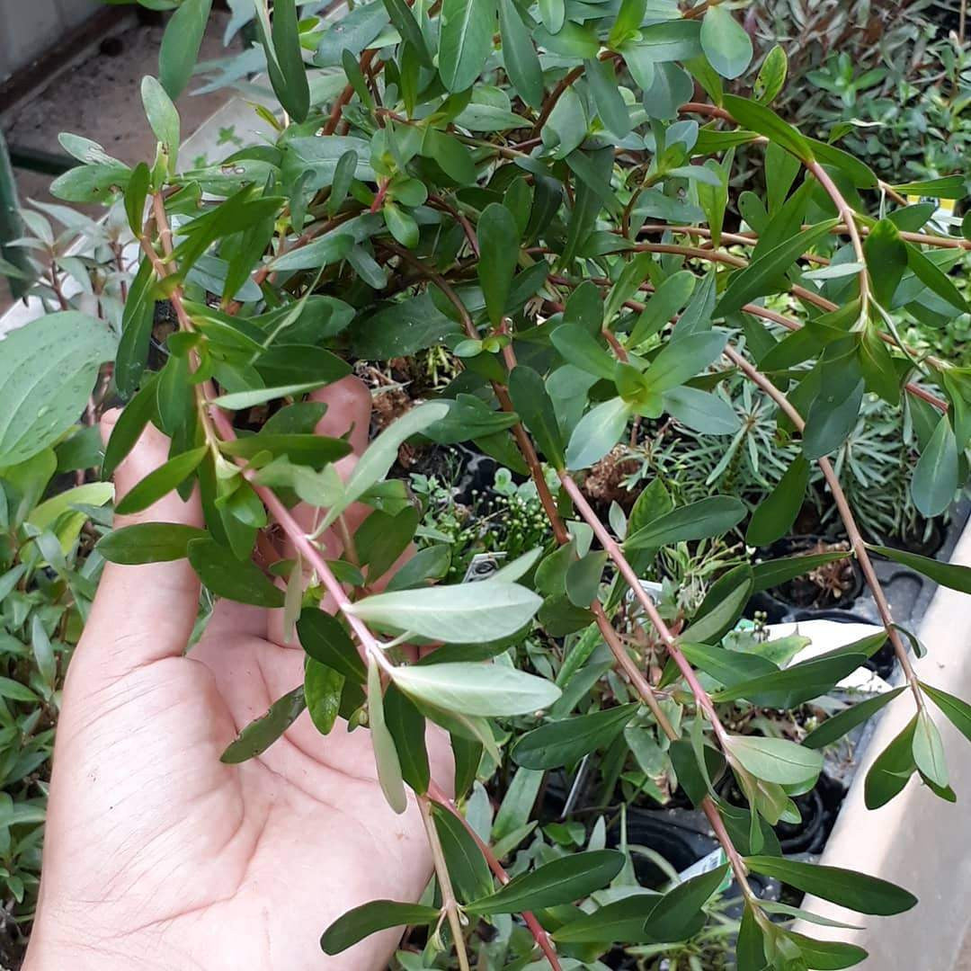 Nasea pedicellata Mastplants, piante acquario, piante per acquario online, vendita piante acquario, comprare piante per acquari
