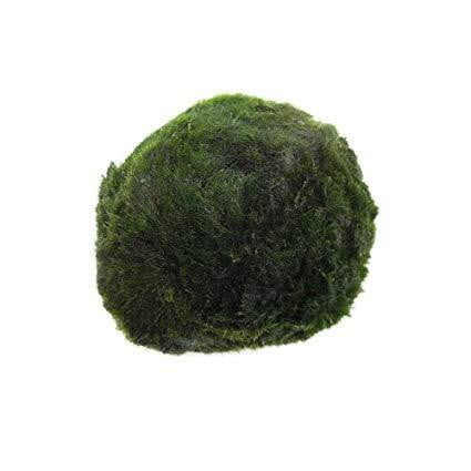 Cladophora - Mastplants
