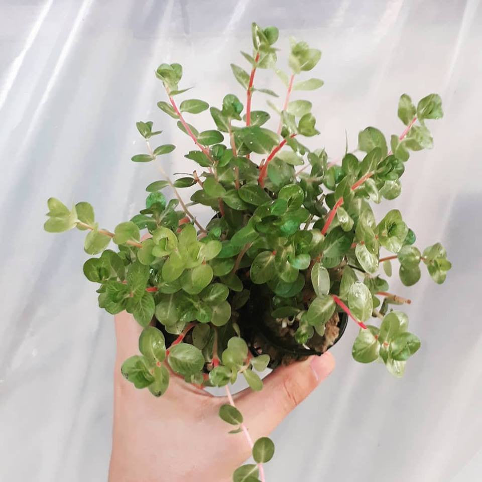 Rotala Rotundifolia Mastplants, piante acquario, piante per acquario online, vendita piante acquario, comprare piante per acquari