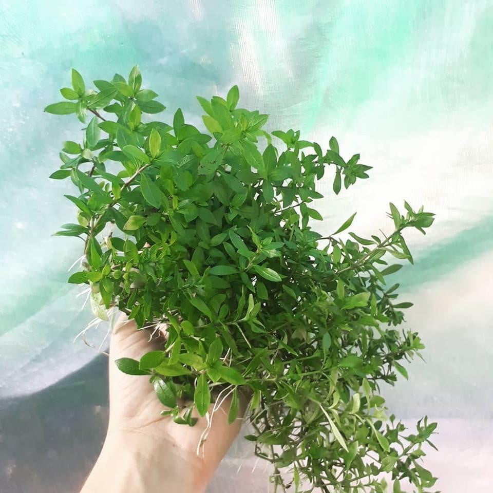 Hygrophila Polysperma – Mastplants