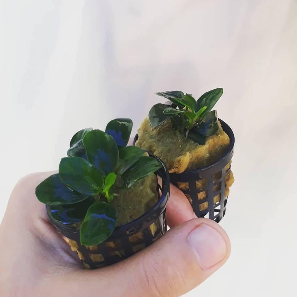 Anubias Petite (Bonsai) - Mastplants