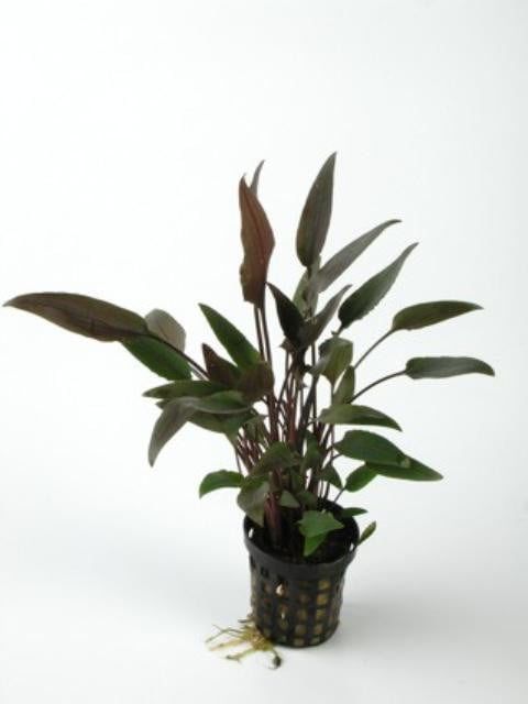 Cryptocorine Walkeri - Mastplants