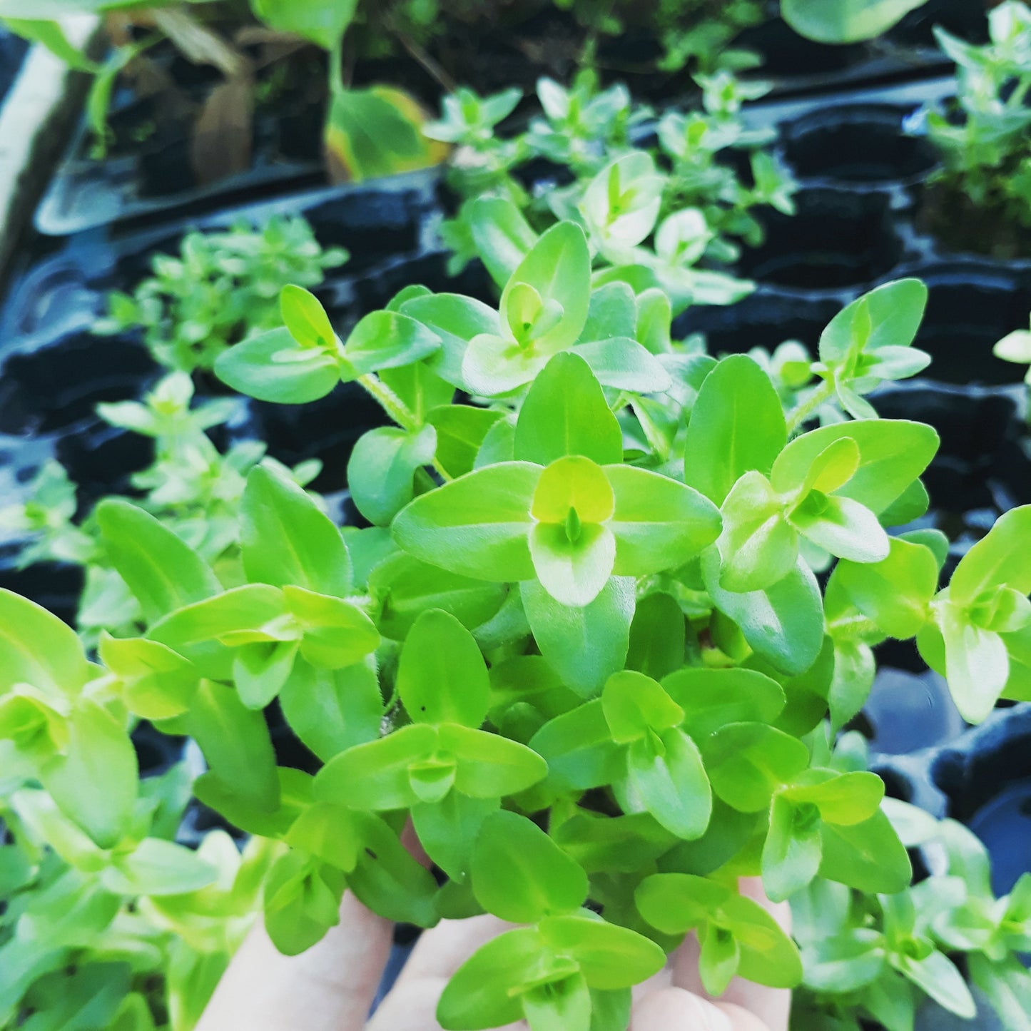Bacopa caroliniana - Mastplants