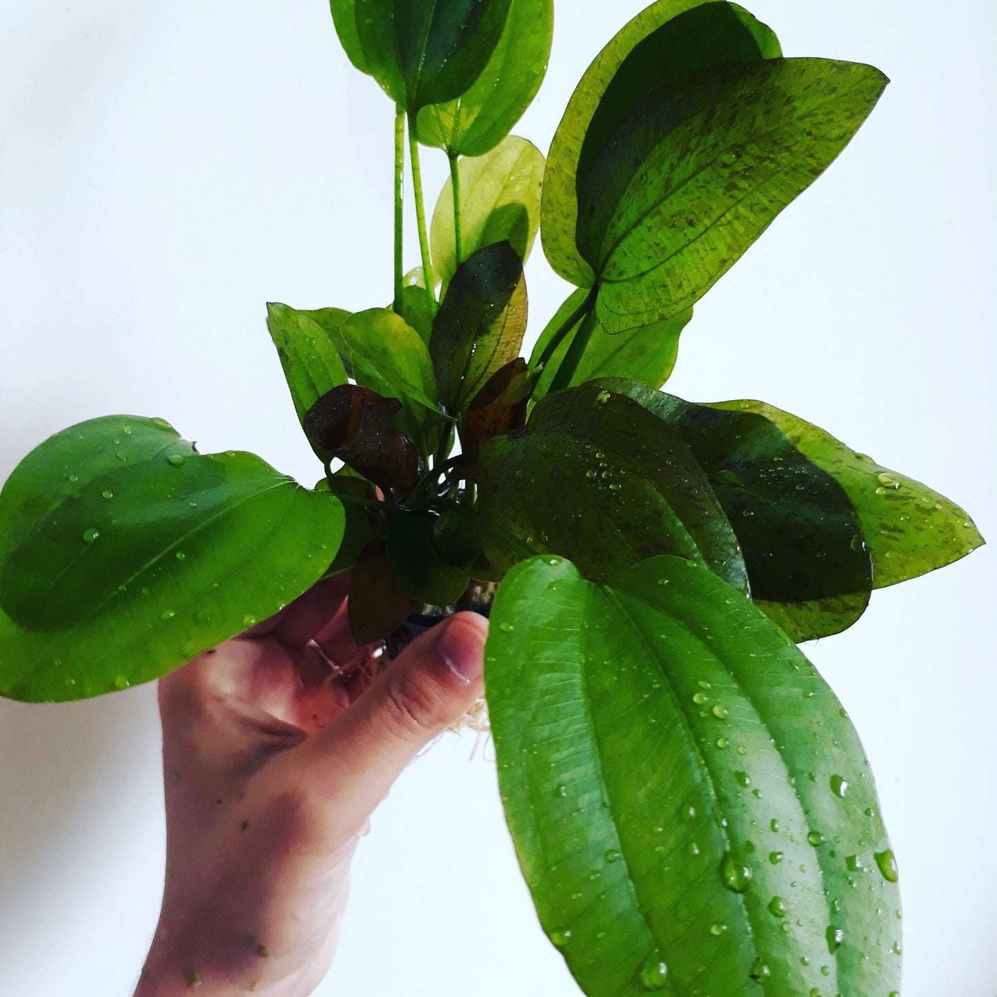 Echinodorus ozelot green - Mastplants