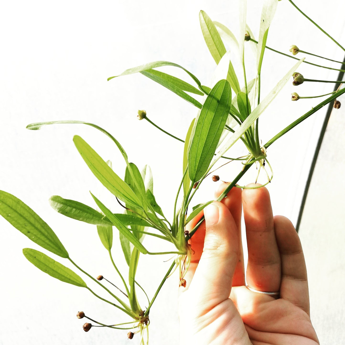 Echinodorus uruguayensis - Mastplants