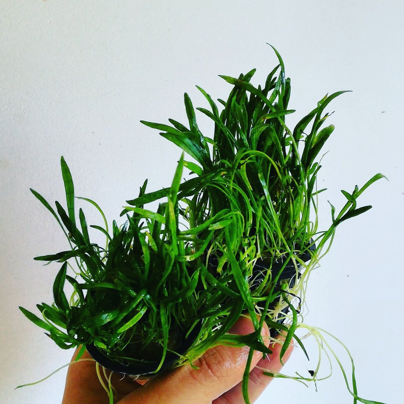 Lilaeopsis Brasiliensis - Mastplants