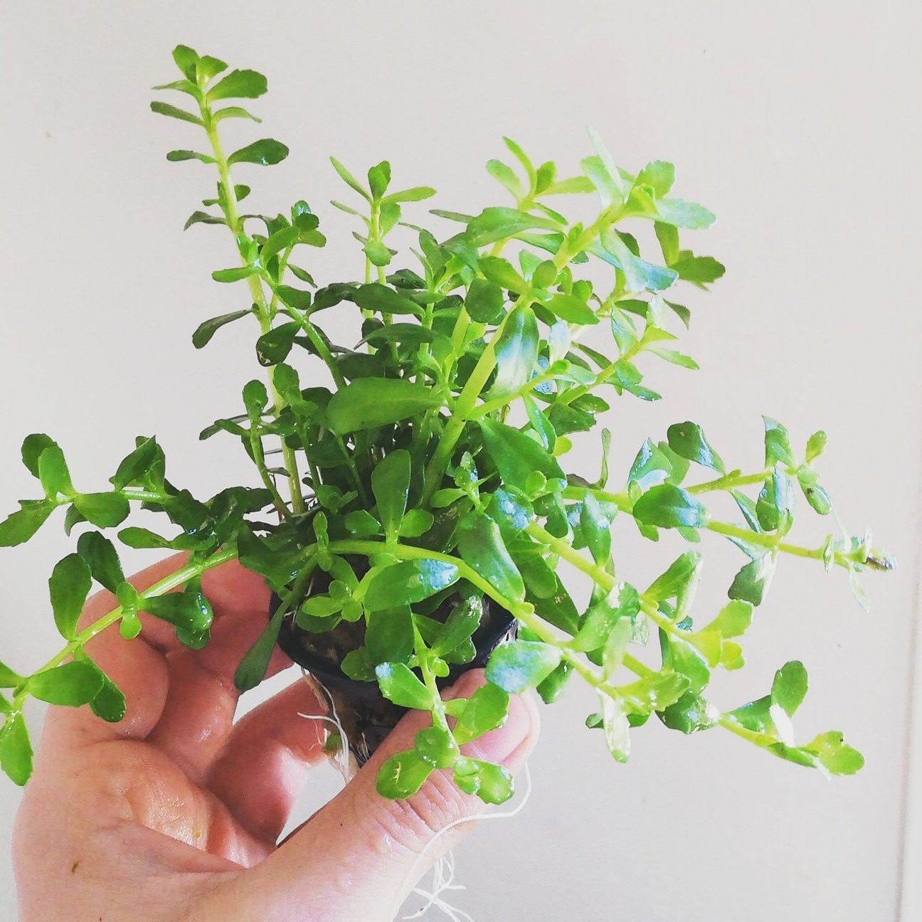 Bacopa Monnieri - Mastplants
