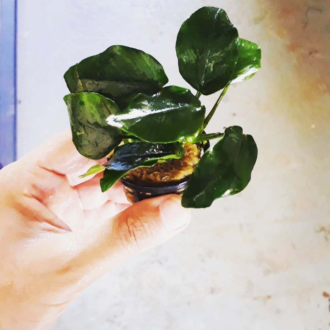 Anubias Barteri Nana - Mastplants