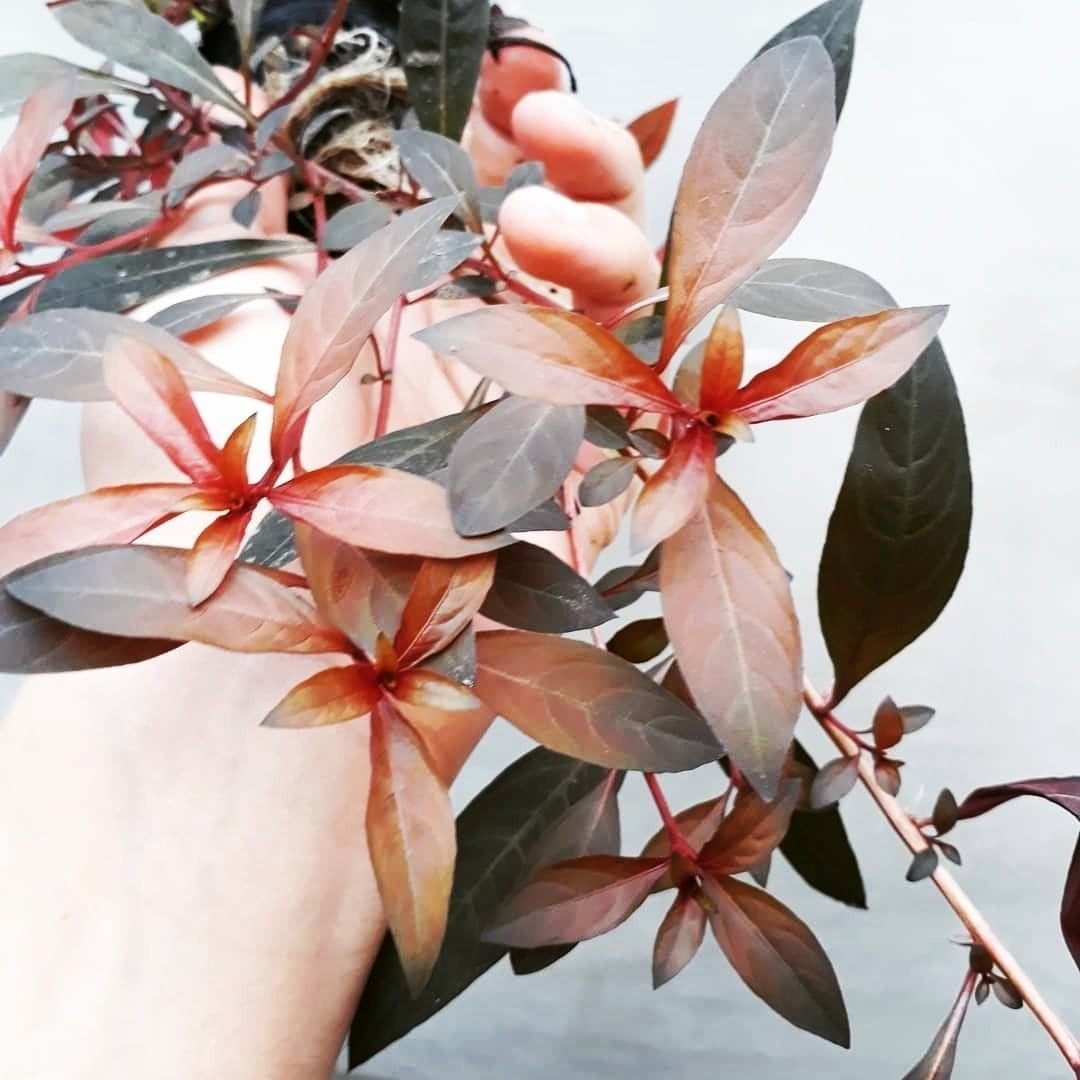 Ludwigia glandulosa - Mastplants