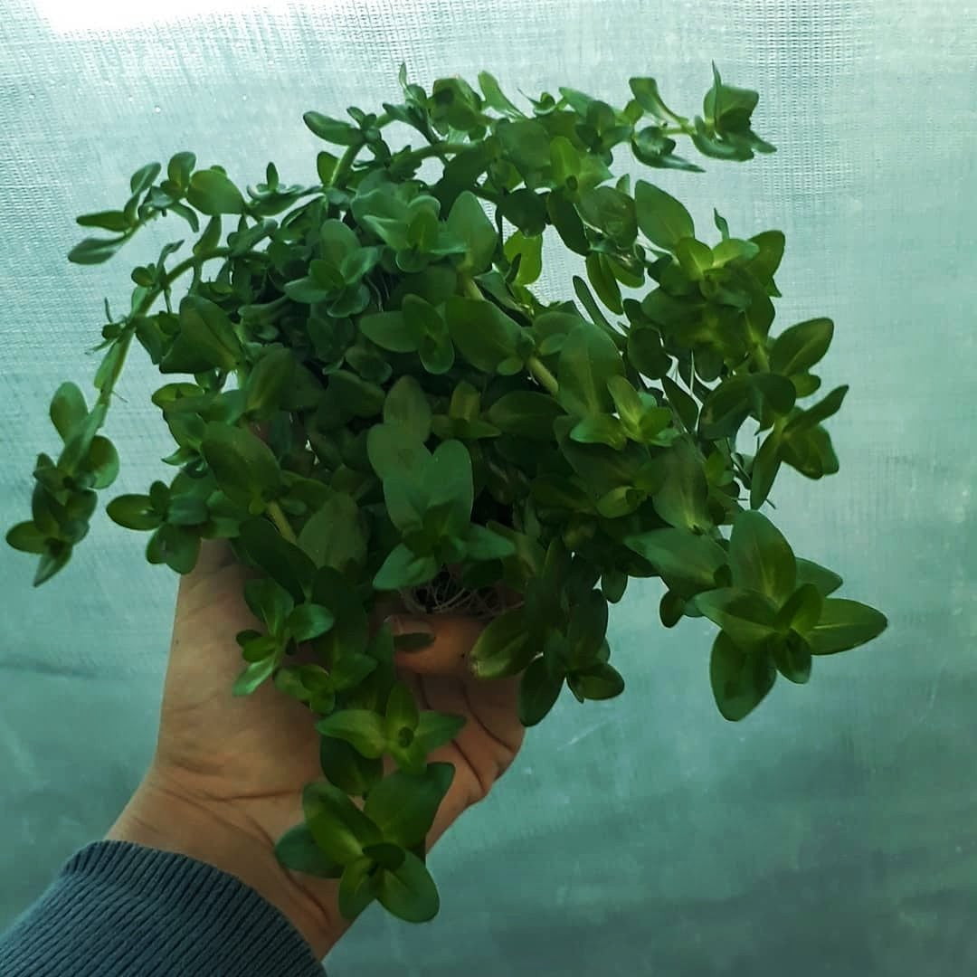 Bacopa caroliniana - Mastplants