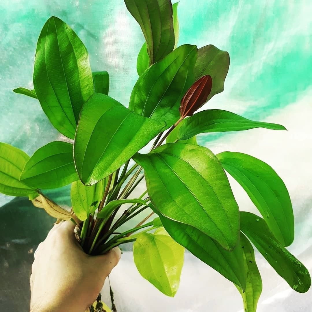 Echinodorus rubra - Mastplants