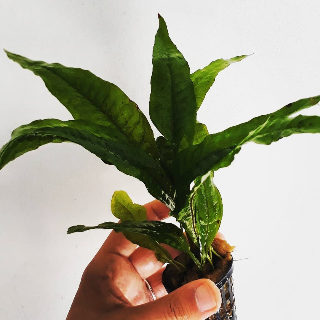 Microsorum pteropus narrow Mastplants, piante acquario, piante per acquario online, vendita piante acquario, comprare piante per acquari