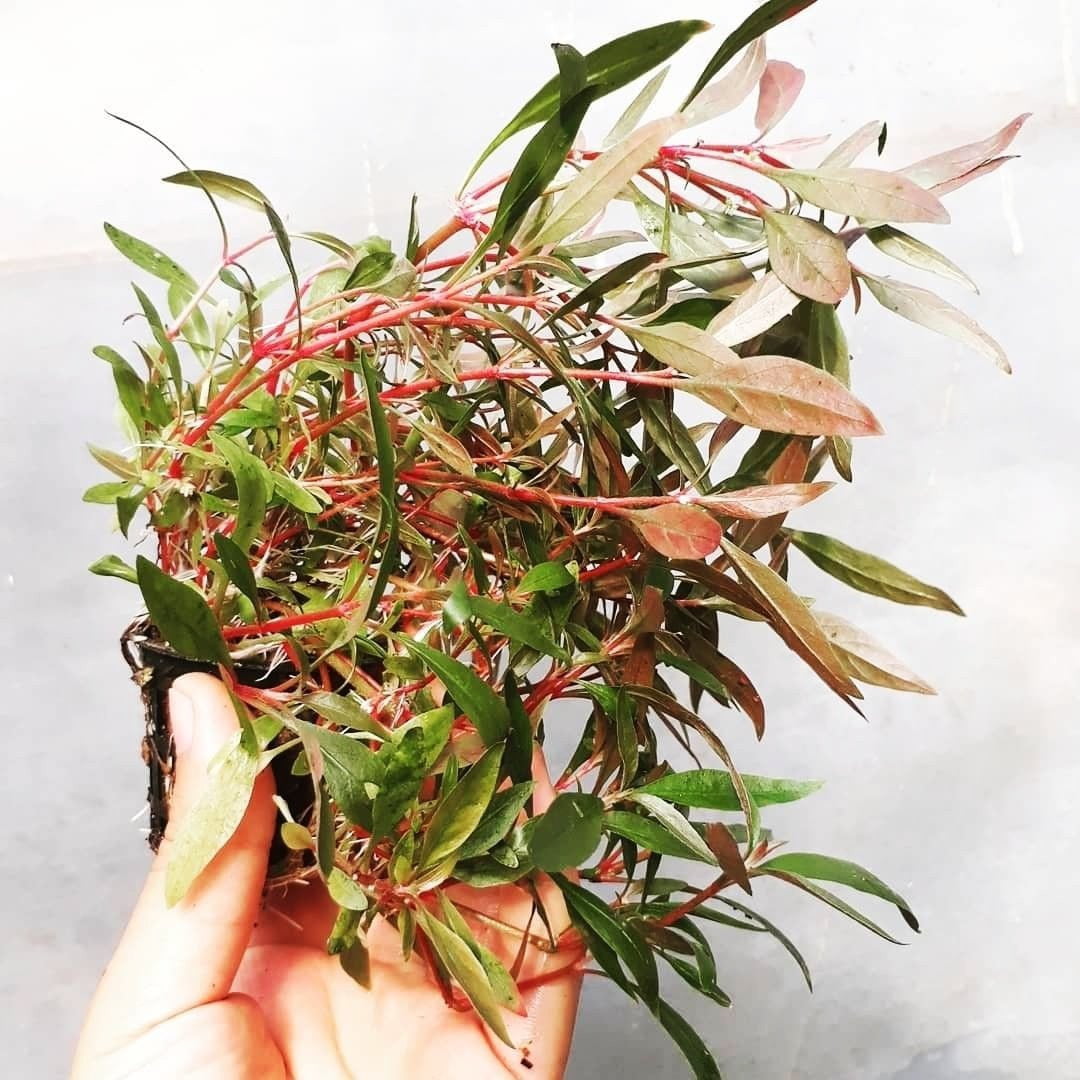 Alternanthera Reineckii var. Rosaefolia - Mastplants