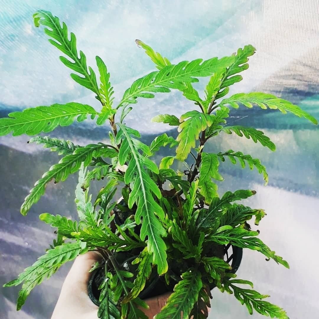 Hygrophila pinnatifida - Mastplants