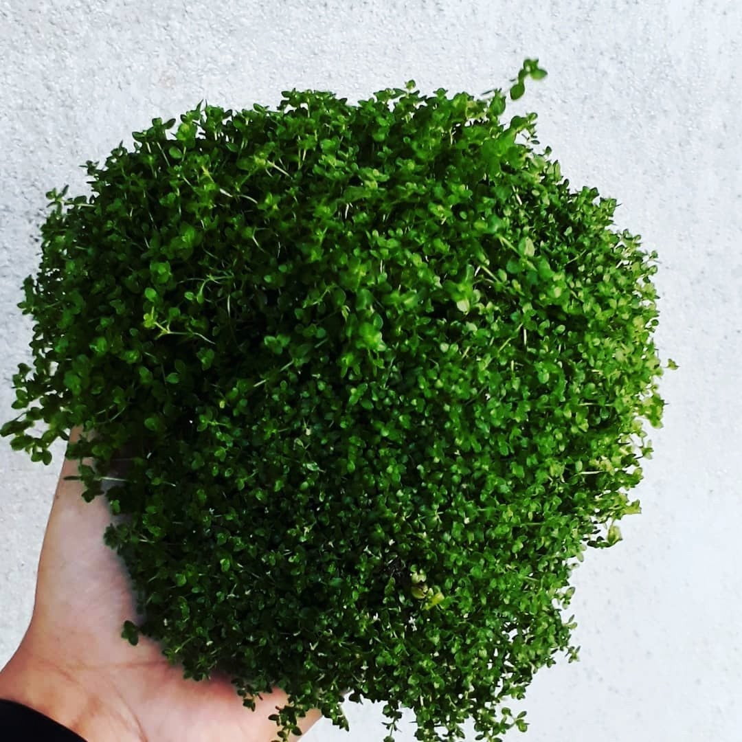 Micranthemum montecarlo - Mastplants