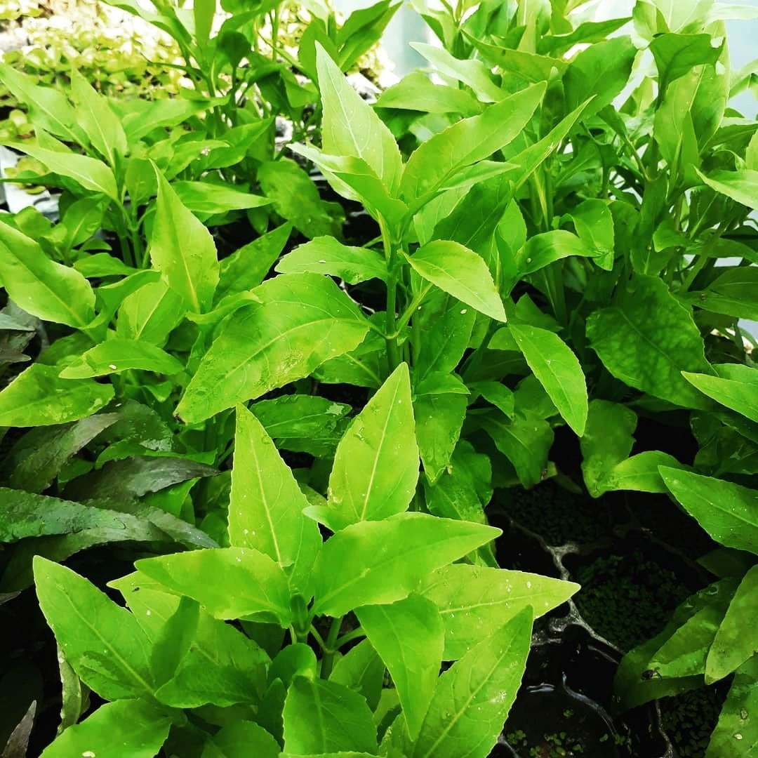 Gymnocoronis spilanthoides - Mastplants