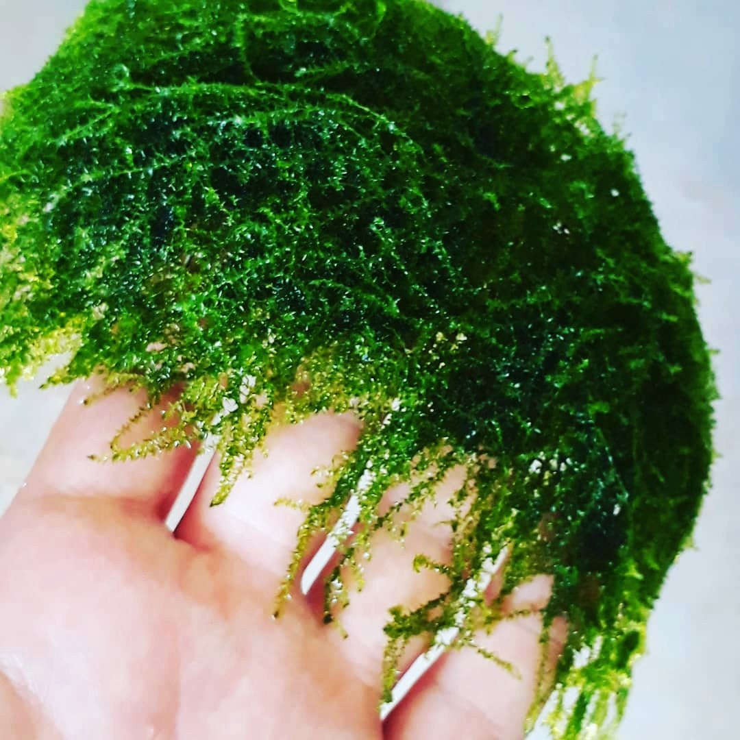 Vasicularia montagnei Mastplants, piante acquario, piante per acquario online, vendita piante acquario, comprare piante per acquari