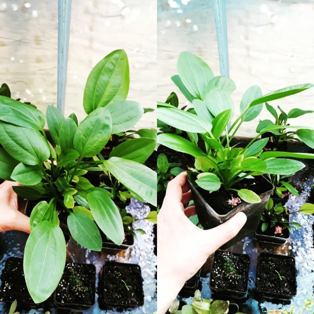 Echinodorus Cordifolius - Mastplants