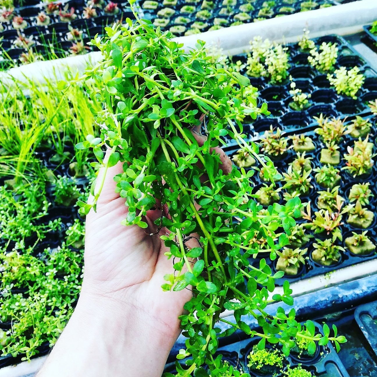 Bacopa Monnieri - Mastplants