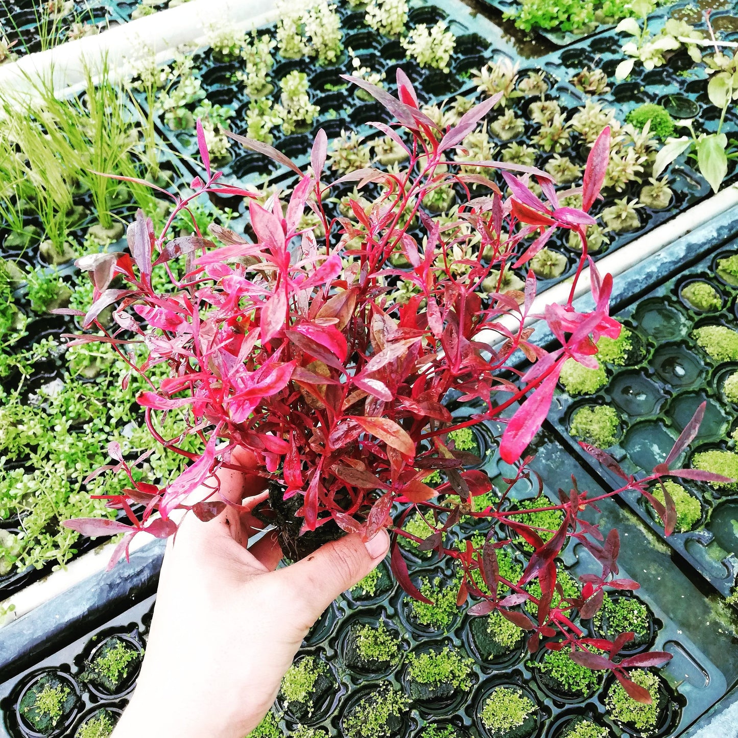 Alternanthera cardinalis - Mastplants