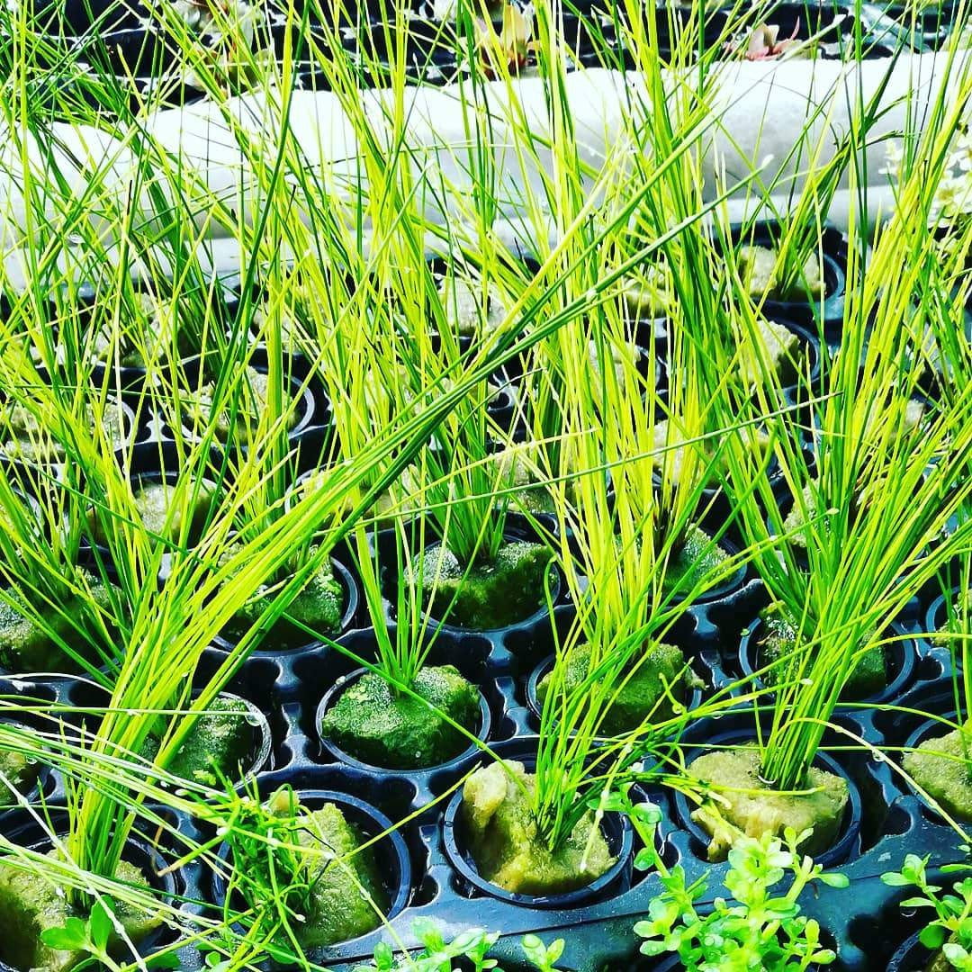 Eleocaris vivipera - Mastplants