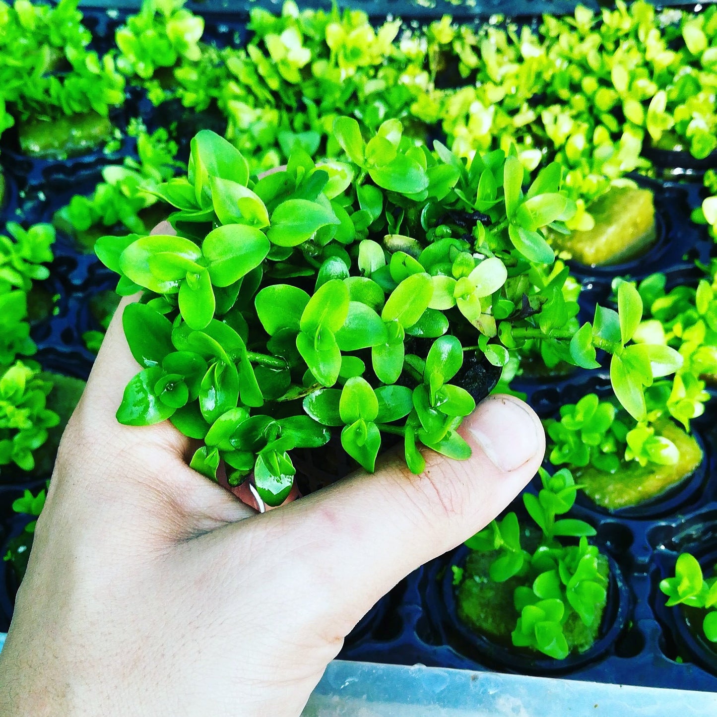 Bacopa caroliniana - Mastplants