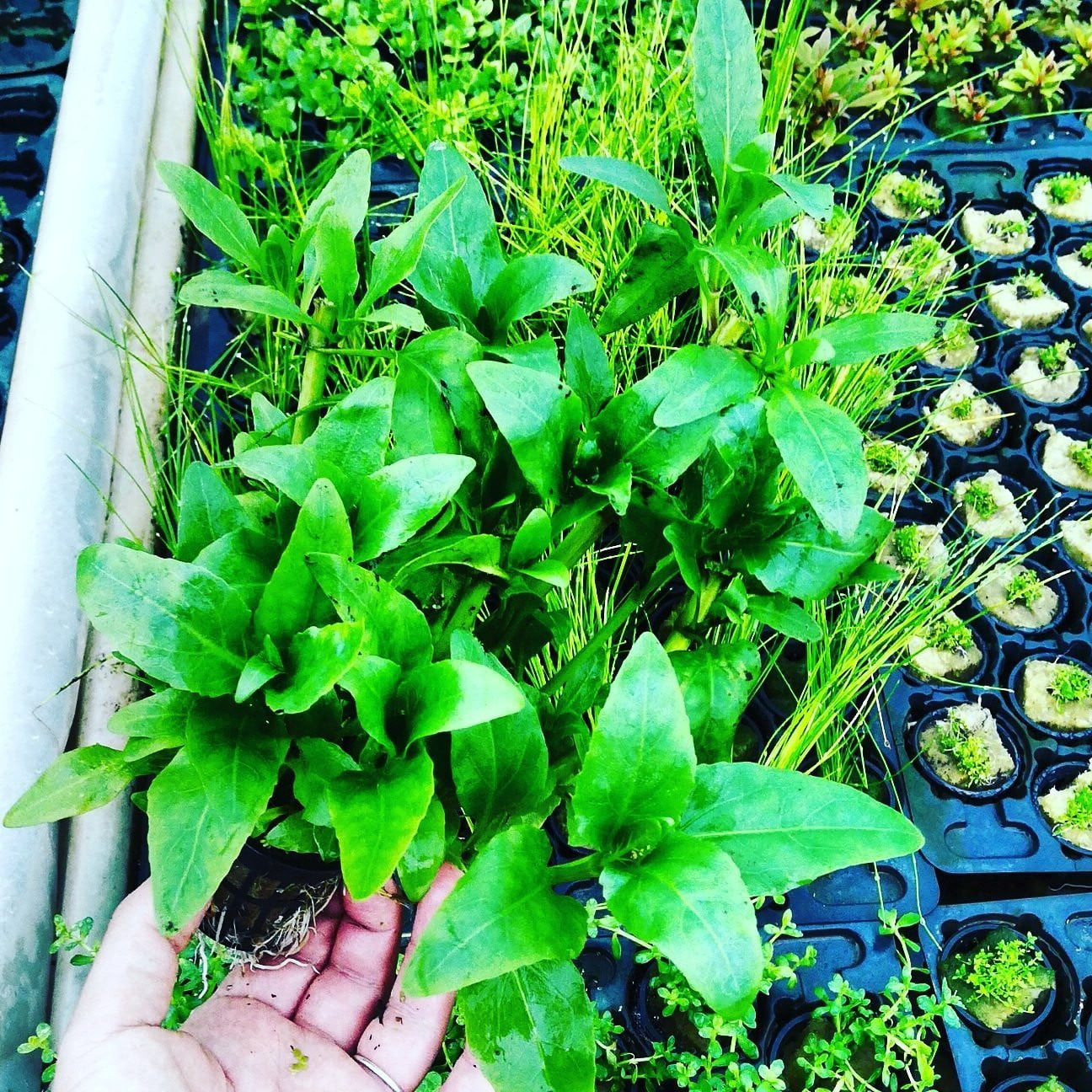 Gymnocoronis spilanthoides - Mastplants 