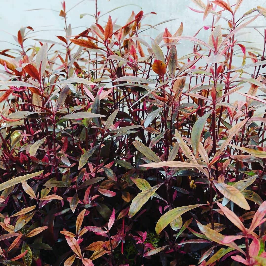 Alternanthera cardinalis - Mastplants