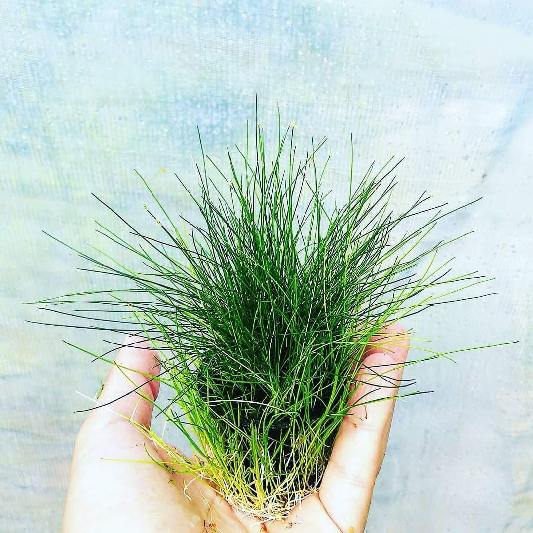 Eleocharis acicularis - Mastplants