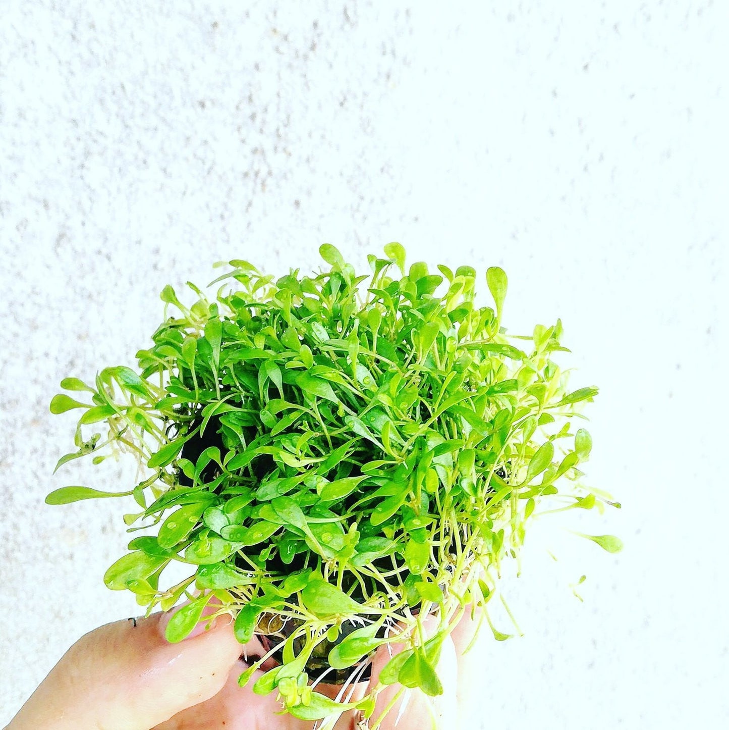 Glossostigma elatinoides - Mastplants