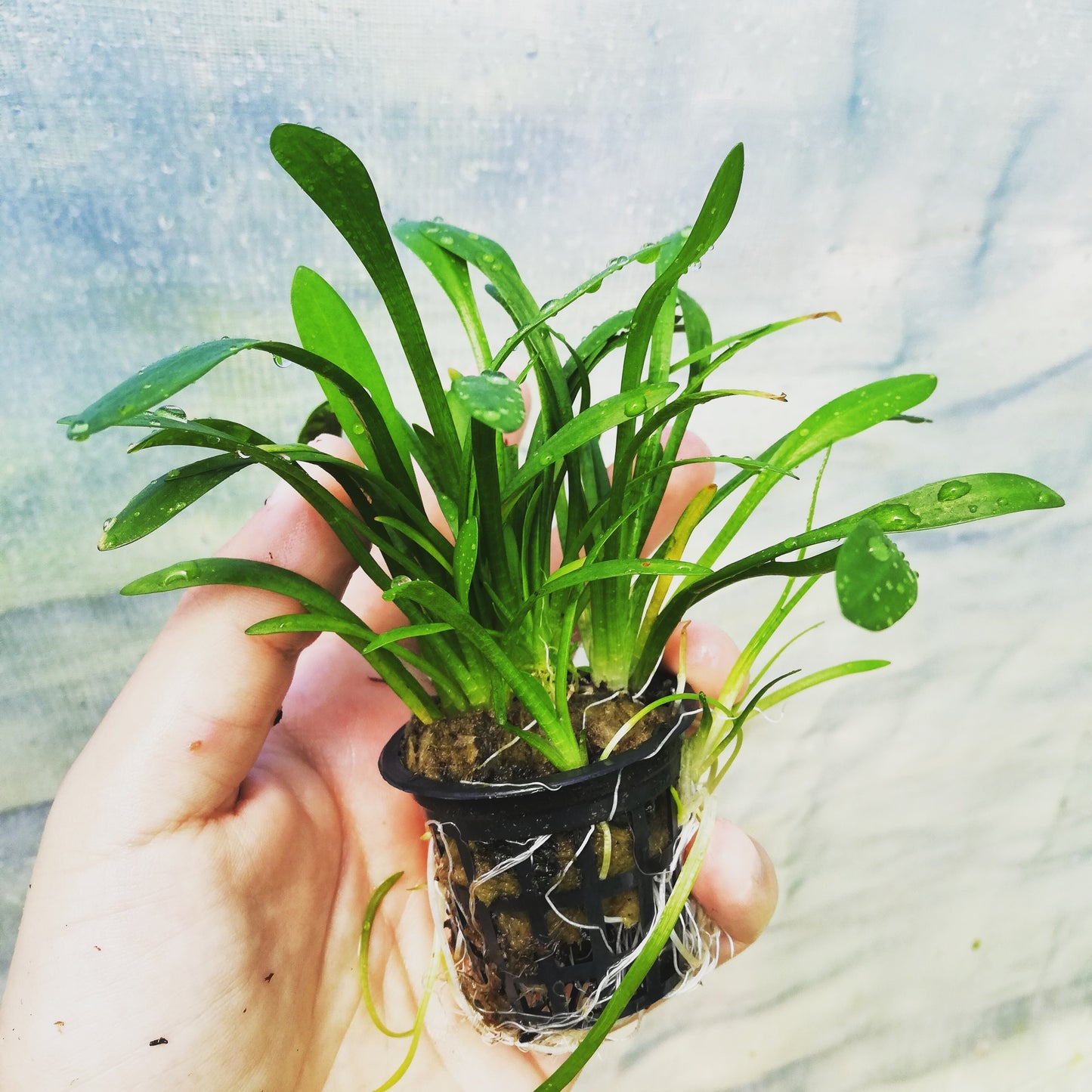 Sagittaria Subulata Mastplants, piante acquario, piante per acquario online, vendita piante acquario, comprare piante per acquari