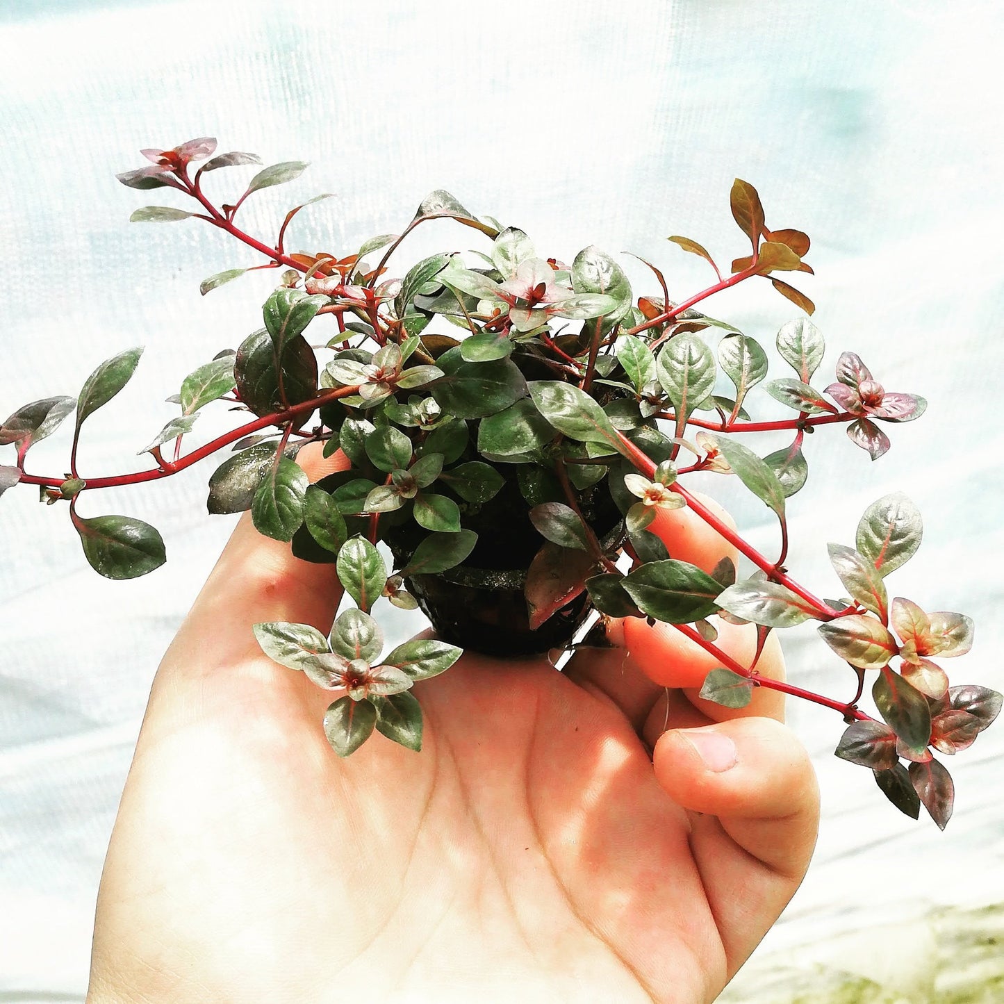 Ludwigia super red - Mastplants