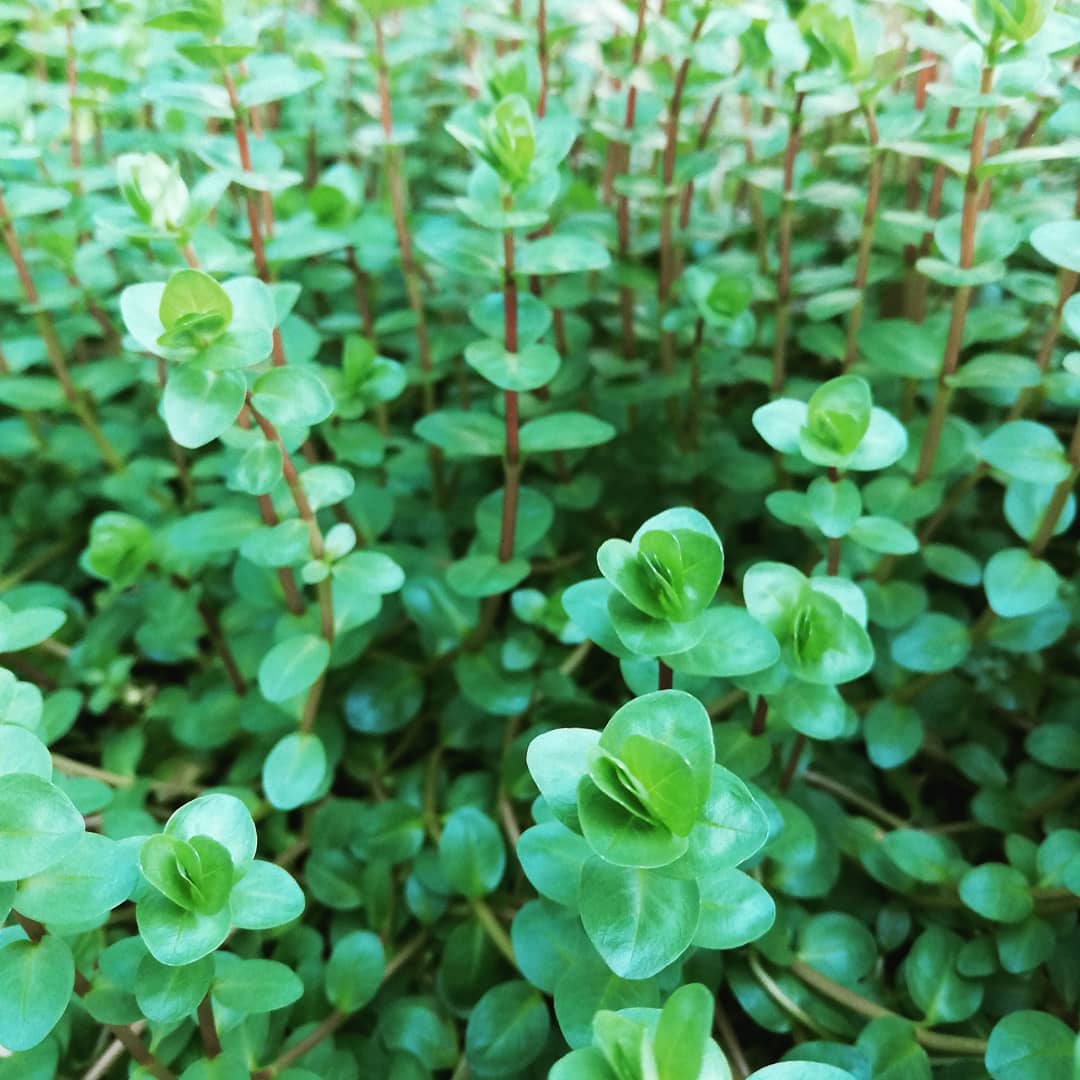 Rotala Rotundifolia Mastplants, piante acquario, piante per acquario online, vendita piante acquario, comprare piante per acquari