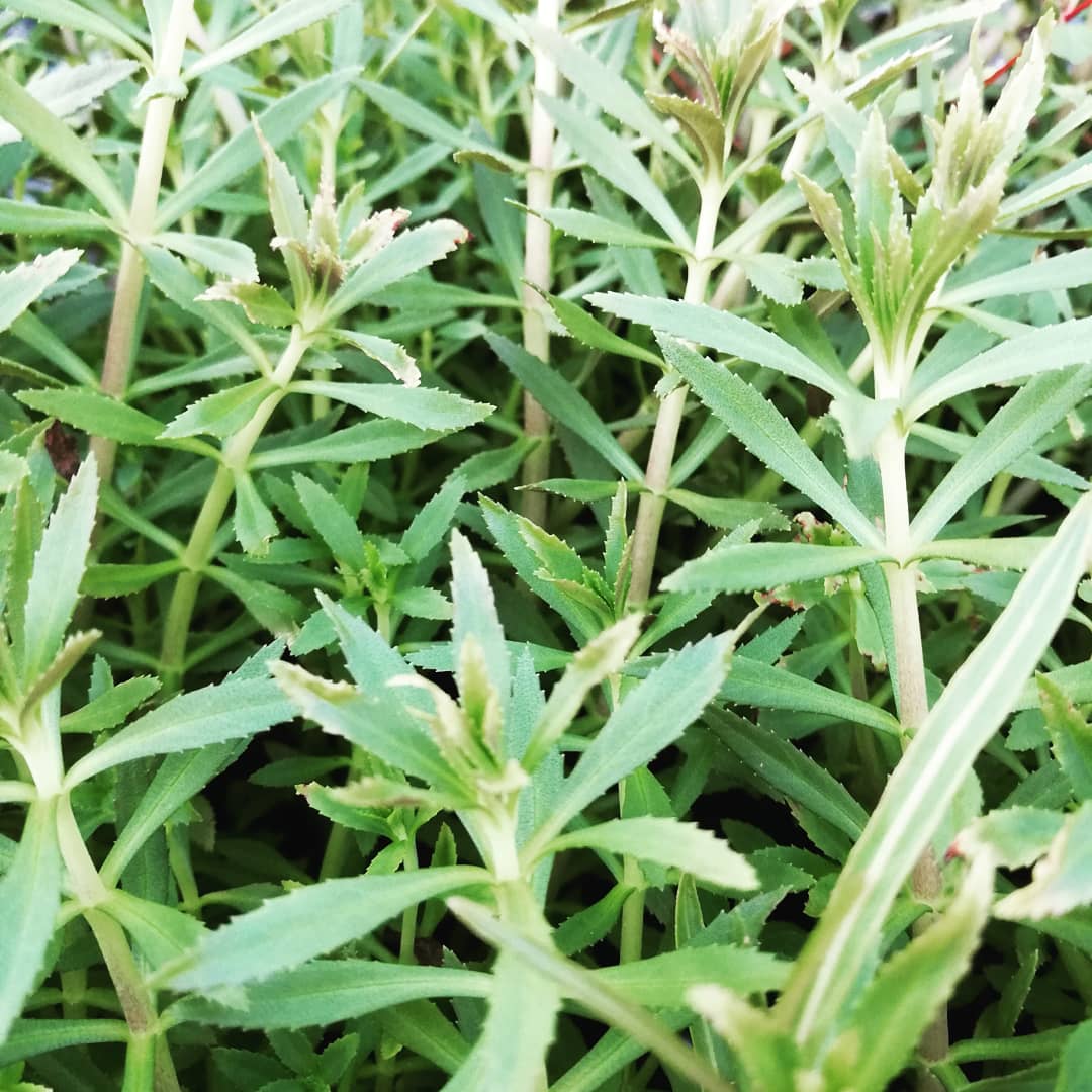 Liminophila aromatica Mastplants, piante acquario, piante per acquario online, vendita piante acquario, comprare piante per acquari