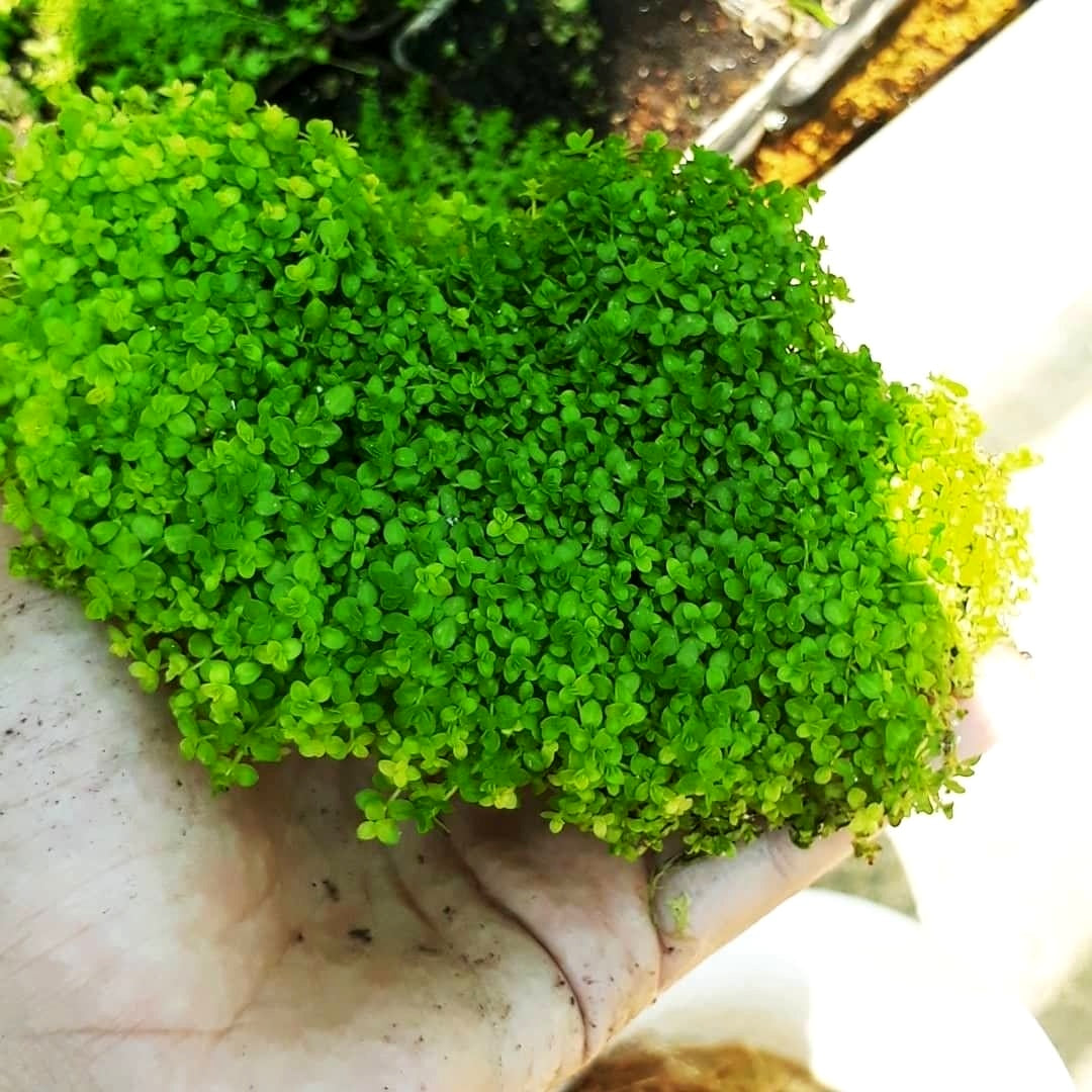 Hemiantus callitrichoides Mastplants, piante acquario, piante per acquario online, vendita piante acquario, comprare piante per acquari