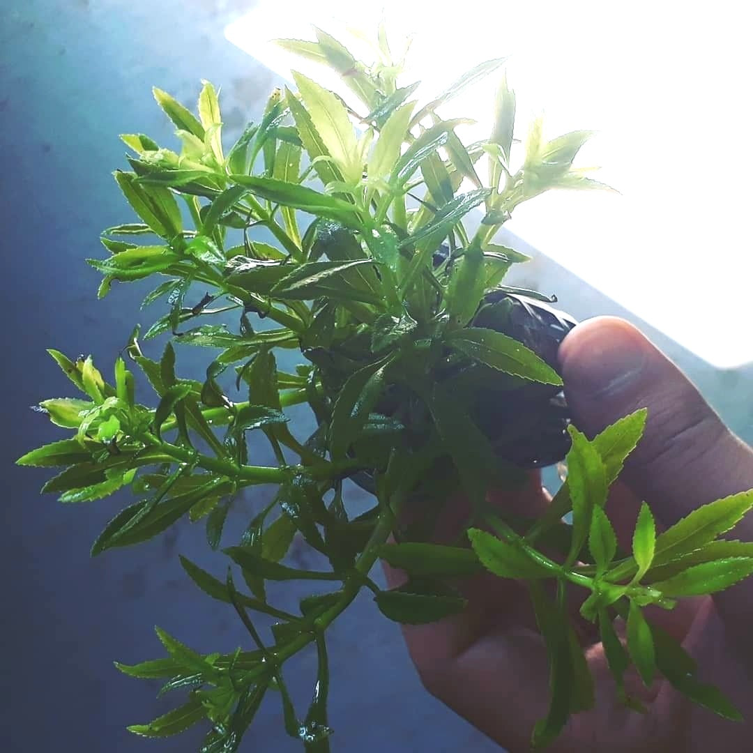 Piante acquario, vendita piante per acquario online – Mastplants