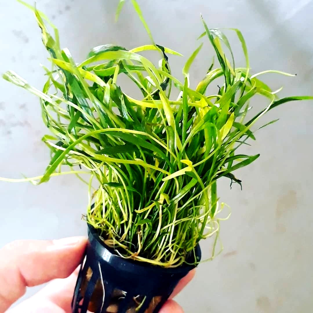 Lilaeopsis Brasiliensis Mastplants, piante acquario, piante per acquario online, vendita piante acquario, comprare piante per acquari