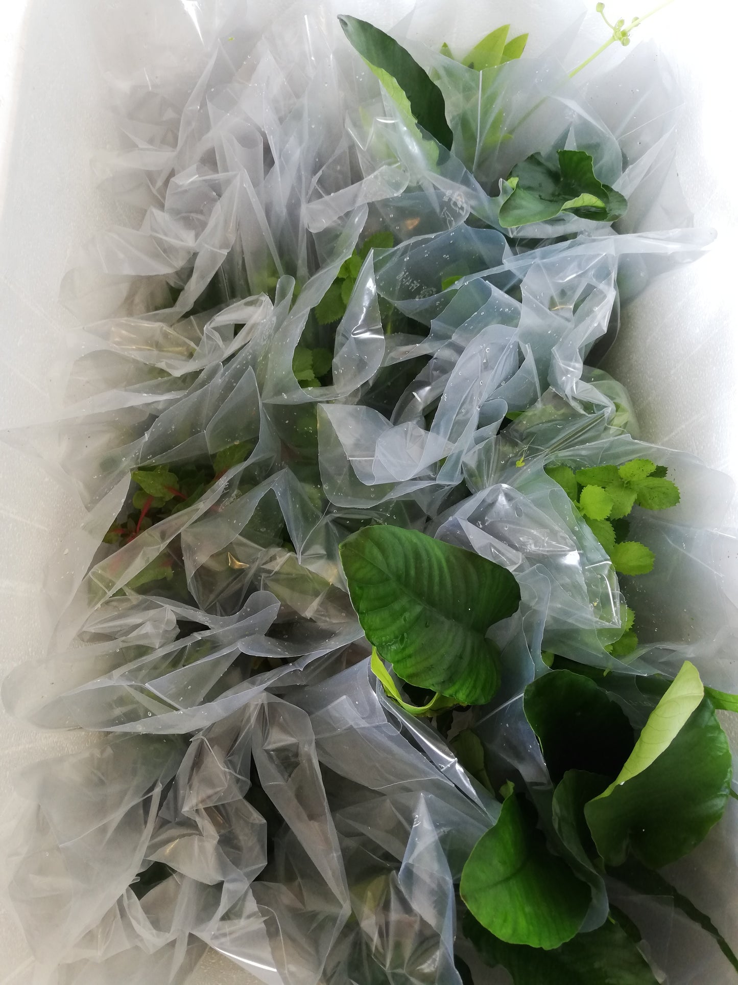 Assortimento piante per acquario 25pz