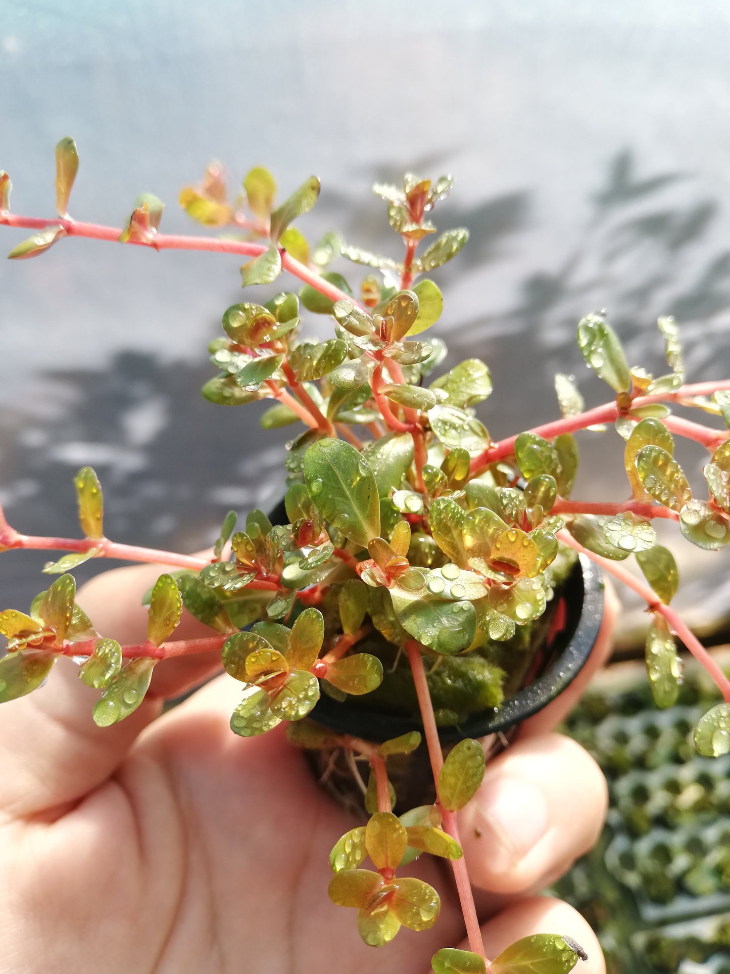 Rotala Orange Juice