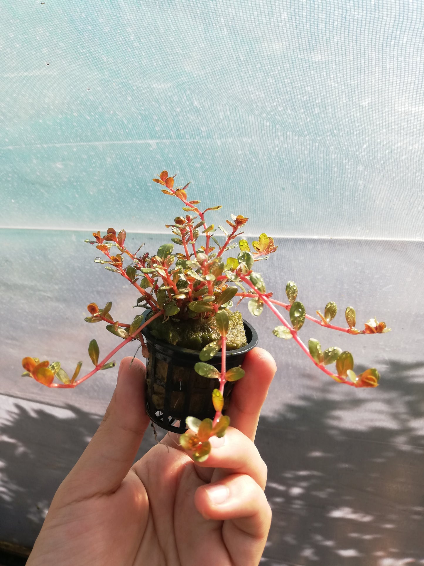 Rotala Orange Juice