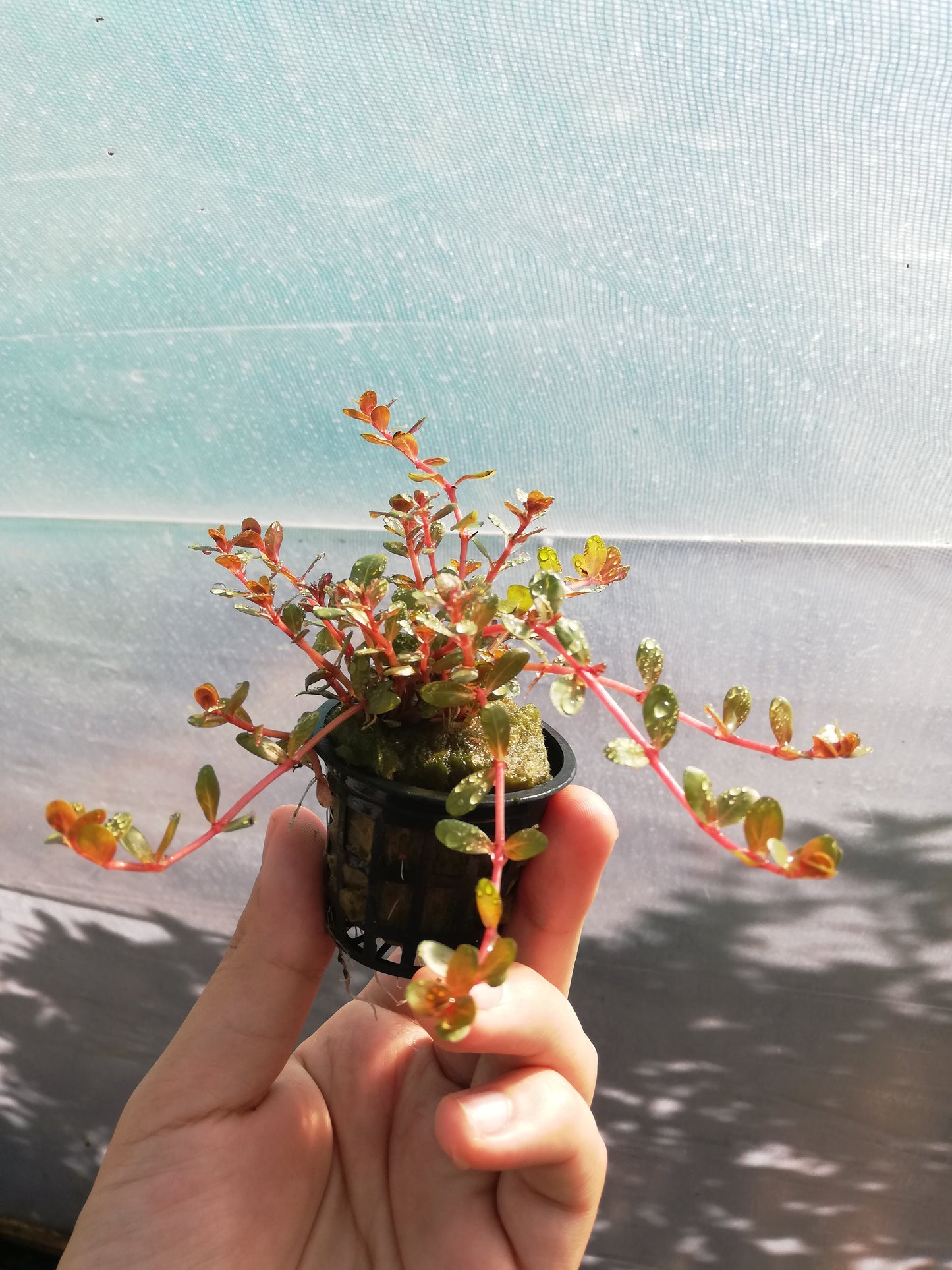 Rotala Orange Juice