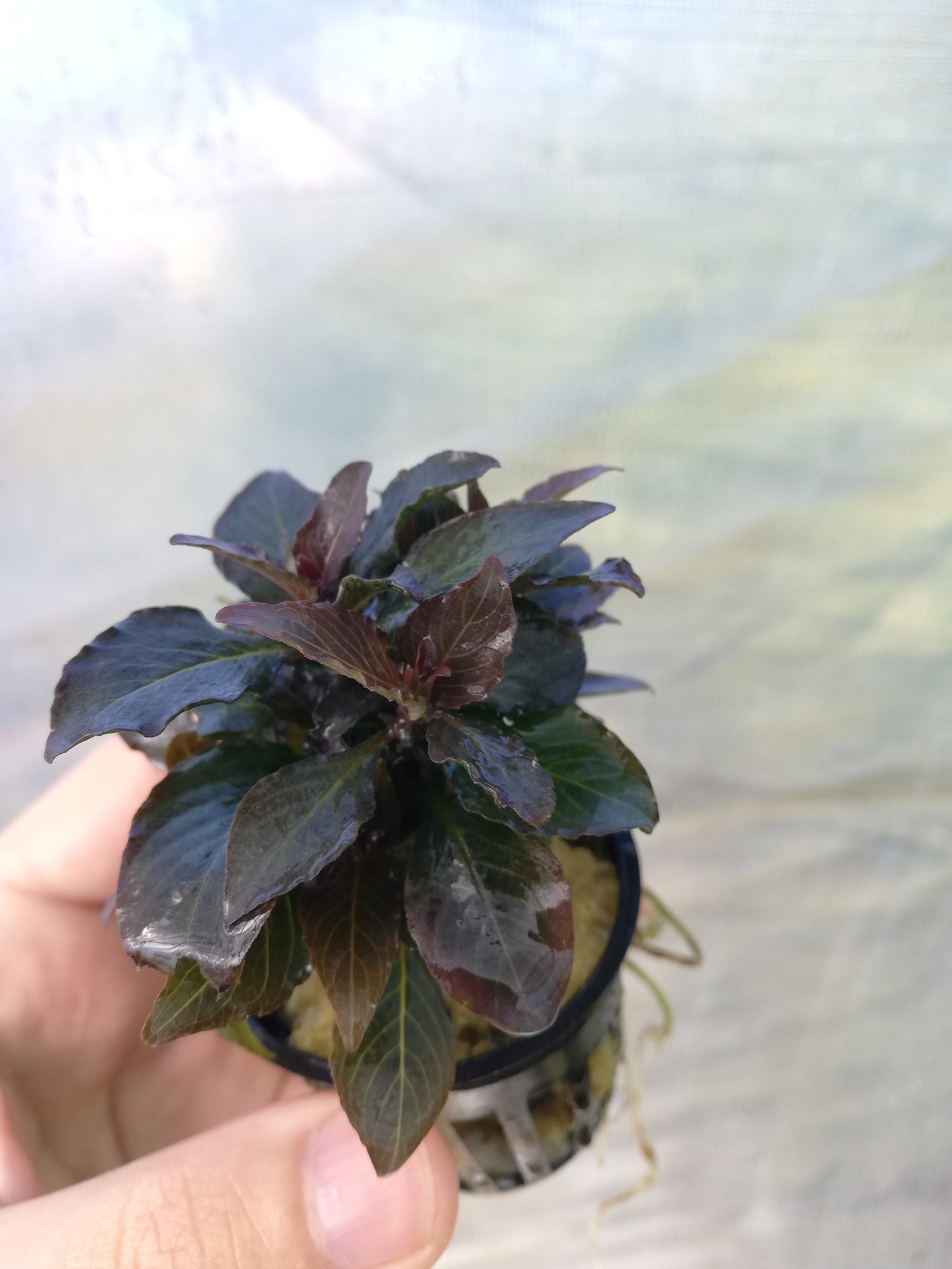 Hygrophila Corymbosa Compact